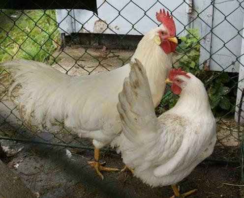 Leghorn ( chicken)